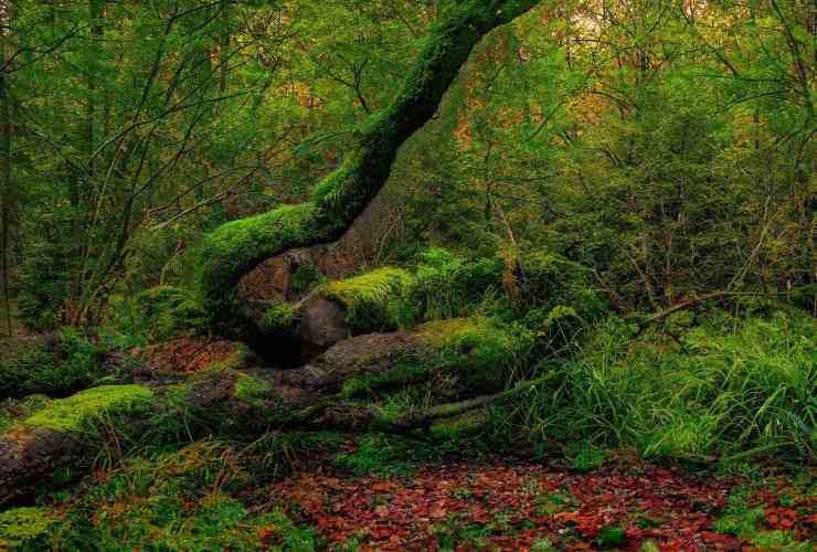 Albero che cresce in un bosco